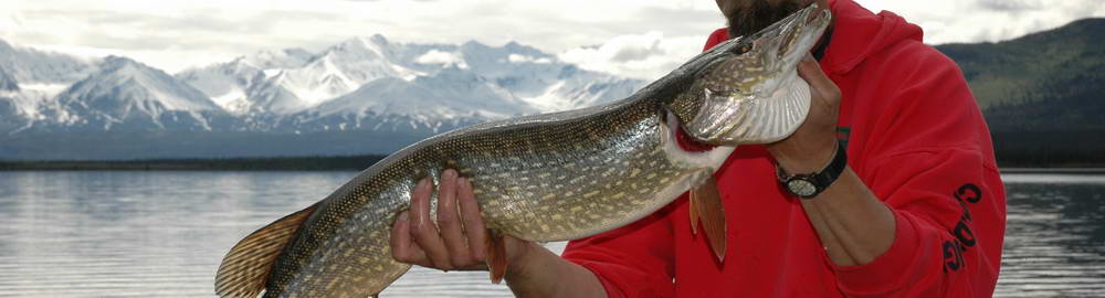 Kanada - druhy ryb - zahl-59.jpg