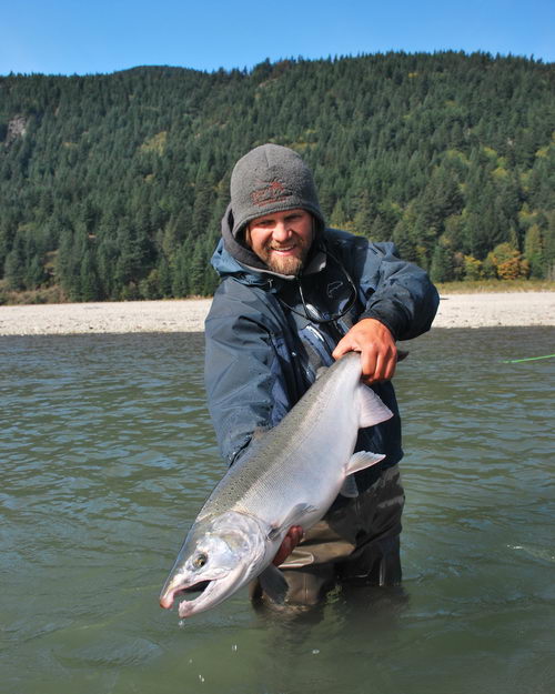 losos kisuc - coho salmon