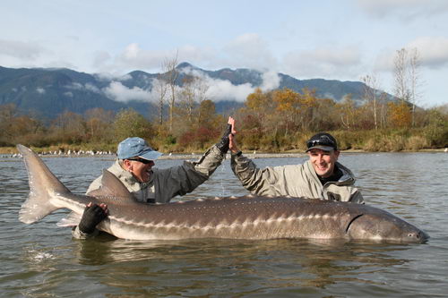 jeseter 270 cm, rijen na rece Fraser