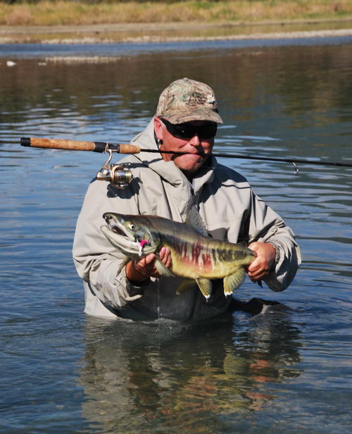 losos keta - chum salmon