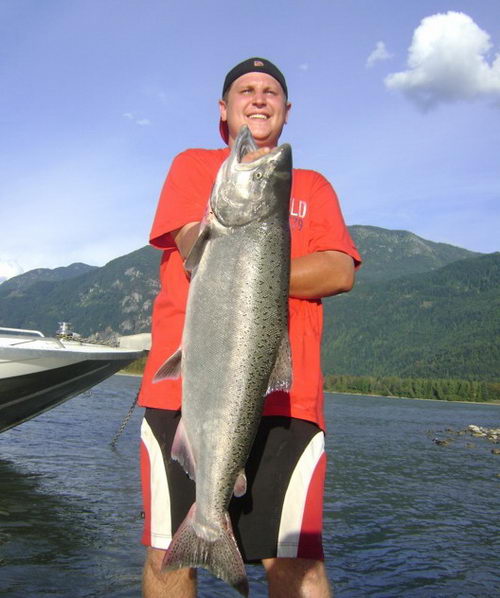 losos cavyca - king salmon